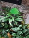 iSun PotLed (GROEN) 10 watt zonder controller