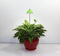 iSun PotLed (GROEN) 10 watt zonder controller