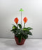 iSun PotLed (GROEN) 10 watt zonder controller