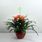 iSun PotLed (GROEN) 10 watt zonder controller