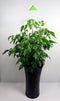 iSun PotLed (GROEN) 10 watt zonder controller