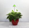 iSun PotLed (GROEN) 7W zonder controller