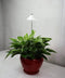 iSun PotLed (GROEN) 7W zonder controller