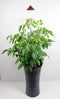 iSun PotLed (KOPER) 7W zonder controller