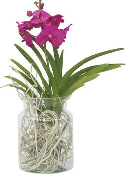 Plant in a Box - Vanda 'Bose' in vaas - Orchidee - Kers - Hoogte 45cm
