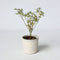 Plant in a Box - Japanse esdoorn - Acer palmatum 'Butterfly' - Hoogte 25-40cm - Potmaat 10,5cm - boom - groen