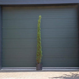 Italiaanse cipresboom Cupressus sempr. Pyramidalis h 275 cm