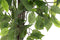 Items Kunstplant Ficus plant in bloempot - Groen - 50 x 90 cm