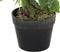 Items Kunstplant Ficus plant in bloempot - Groen - 50 x 90 cm