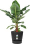 Bananenplant in Elho® Greenville pot – ↨ 80 cm – ⌀ 24 cm