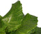 Decorum Calathea Network met Elho brussels antracite – ↨ 50cm – ⌀ 17cm