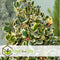 Plant in a Box - Ilex Golden King - Set van 2 - Groenblijvende tuinplant - kleur uw herfst- en wintertuin - Pot 17cm - Hoogte 25-35cm