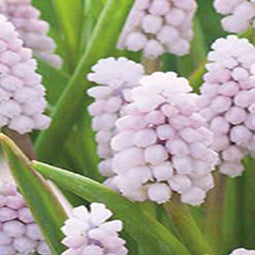 JUB - Muscari Pink Sunrise