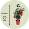 Plant in a Box - Camellia Japonica - Set van 2 - Winterhard - Japanse Roos - Tuinplant - Pot 19cm - Hoogte 60-70cm