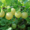 Plant in a Box - Mix van 4 bessenplanten - Braam,kruisbes,aalbes en zwarte bes - Pot 9cm - Hoogte 25-40cm