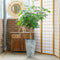 Schefflera arboricola ‘Compacta’ in grijze sierpot (vaas Nova concrete) - Hoogte ↕ 120cm - pot ∅ 29cm