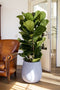 Goed & Groen - Calathea Oppenheimiana - XL -↨ 130cm - Potmaat 27 - Exclusieve Kwaliteit Planten - Kamer Plant - Kamerplanten - Sfeer - Interieur