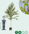 Chinese berk | Betula alb. 'Fascination' 10-14 cm | Bomenbezorgd.nl