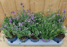 Lavendel Hidcote 10 potjes per tray kleur paars