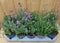 Lavendel Hidcote 10 potjes per tray kleur paars