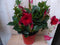 Dipladenia Mandevilla Sundaville rood h30 cm