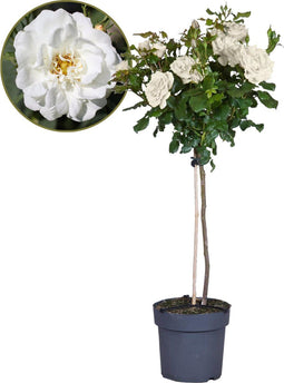 Plant in a Box - Rosa Palace 'Kailani' - Witte stamroos voor binnen,tuin,terras of balkon - Pot 19cm - Hoogte 80-100cm