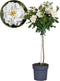 Plant in a Box - Rosa Palace 'Kailani' - Witte stamroos voor binnen,tuin,terras of balkon - Pot 19cm - Hoogte 80-100cm