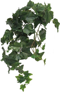 Ivy Chicago M kunsthangplant