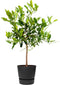 Citrus Hystrix in ELHO outdoor sierpot Greenville Rond (zwart) ↨ 85cm - hoge kwaliteit planten