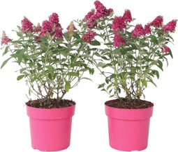Plant in a Box - Buddleja Candy Little Ruby - Set van 2 - Buddleja davidii - Vlinderstruik Winterhard - Rode Bloemen - Pot 19cm - Hoogte 30-40cm