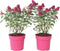 Plant in a Box - Buddleja Candy Little Ruby - Set van 2 - Buddleja davidii - Vlinderstruik Winterhard - Rode Bloemen - Pot 19cm - Hoogte 30-40cm