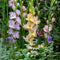 Plant in a Box - Gladiolus - Mix van 60 - Gladiolus bloembollen - Rijkbloeiende gladiolen in pastel kleuren - Zomertuin - Zomerbloeiers