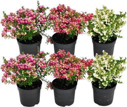Plants by Frank | set van 6 Parelbes planten | 6x Pernettya mucronata mix | 2x roze, 2x wit & 2x rood | 12 cm Ø | 20 cm hoog | winterharde planten | tuinplanten | planten