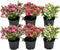 Plants by Frank | set van 6 Parelbes planten | 6x Pernettya mucronata mix | 2x roze, 2x wit & 2x rood | 12 cm Ø | 20 cm hoog | winterharde planten | tuinplanten | planten
