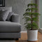 Plant in a Box - Araucaria Heterophylla - Inclusief mand - Norfolkden - Kamerden - Pot 17cm - Hoogte 50-60cm