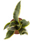 Sanseveria, vrouwentong - Set van 3 - Fachjan - Groene Plant- Hoogte 40 cm