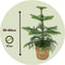 Plant in a Box - Araucaria Heterophylla - Inclusief mand - Norfolkden - Kamerden - Pot 17cm - Hoogte 50-60cm