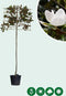 Leimagnolia 240 cm | Magnolia grandiflora ‘Galissonière’ 12-14 cm | Bomenbezorgd.nl
