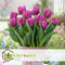Plant in a Box - Tulipa Prince Mix - Bloembollen x20 - Tulp - Paars - Tulpen uit Holland