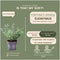 Plants by Frank | 1 strekkende meter bonte Kardinaalsmuts heg | 6x Euonymus fortunei 'Emerald Gaiety' Ø12 cm - 20 cm | winterharde haagplanten | Groenblijvende haag | Tuinplanten | Planten