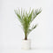 Plant in a Box - Phoenix Canariensis - Pot 15cm - Hoogte 50-60cm - Winterhard - Dadelpalm