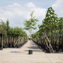 Valse Christusdoorn | Gleditsia triac. 'Inermis' 10-14 cm | Bomenbezorgd.nl