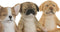 Home ESPRIT - Decoratieve figuren - Hond 14,5 X 9,5 X 16 CM (3 stuks)