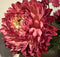 Emerald Zijden Kunstbloemen Nepbloemen Zijdebloemen Mum Spray Chrysant Fuchsia Roze 75 cm 431032