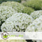 Plant in a Box - Hydrangea arborescens Annabelle - Set van 2 - Populaire tuinplant - Pot 17cm - Hoogte 30-40cm