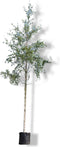 Ruwe berk | Betula pendula 14-18 cm | Bomenbezorgd.nl