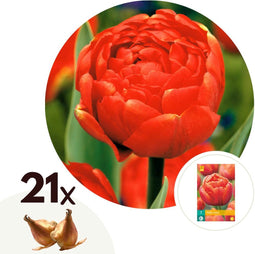 Plant in a Box - Tulipa Icoon - Bloem bollen x21 - Tulp - Rood - Tulpen uit Holland