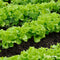 Salade Zaden Pakket - 20 soorten - Sla Zaden - Rucola Zaden - Peterselie Zaden - Pluksla Zaden - Radijs Zaden - Ananaskers - Sla Zaad - Organifer