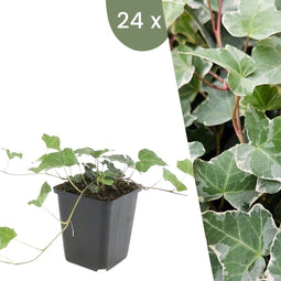 Plants by Frank | 24 Klimopplanten | Hedera helix 'Glacier' | Winterharde bodembedekker planten | tuinplanten | Winterharde vaste planten meerjarig | Winterharde tuinplanten