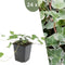 Plants by Frank | 24 Klimopplanten | Hedera helix 'Glacier' | Winterharde bodembedekker planten | tuinplanten | Winterharde vaste planten meerjarig | Winterharde tuinplanten